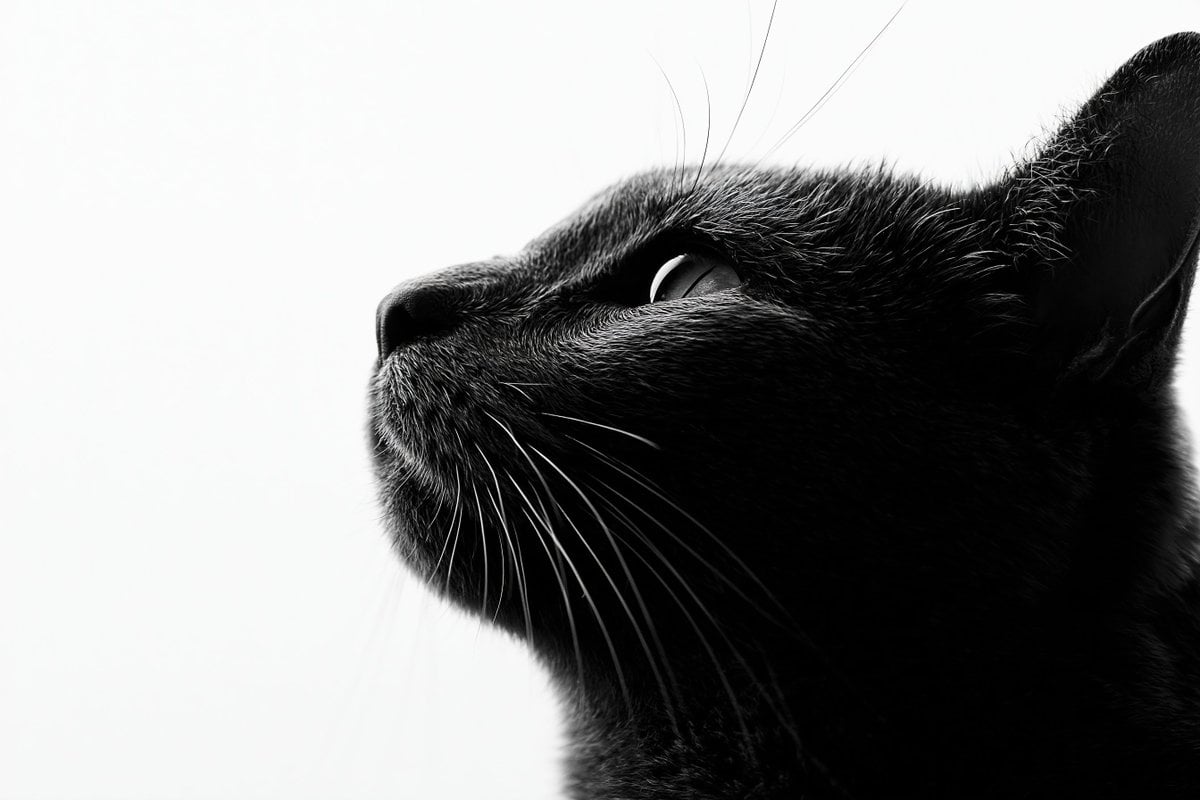 Minimalist High-Key Monochrome Silhouette