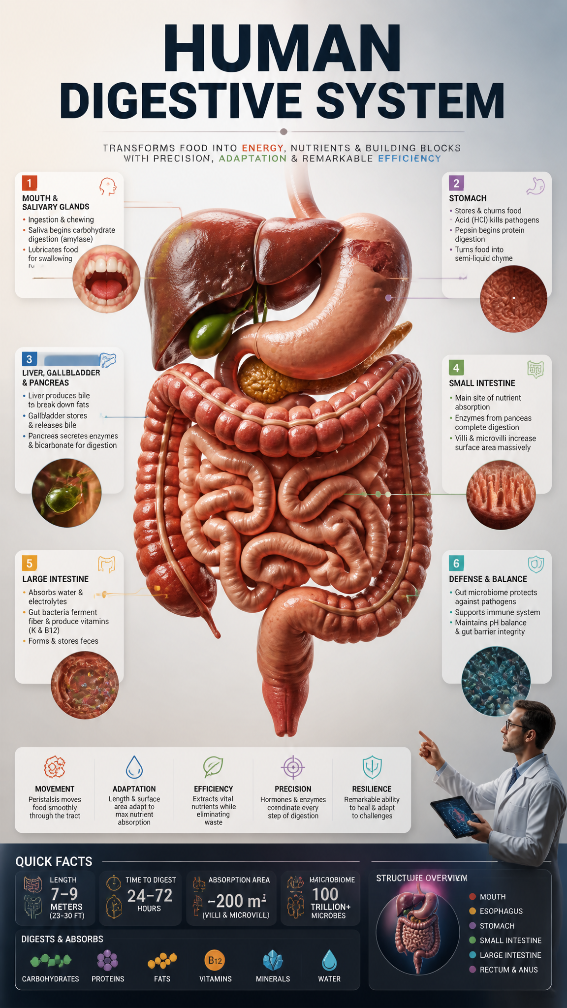 Professional 3D Human Digestive System Educational Infographic