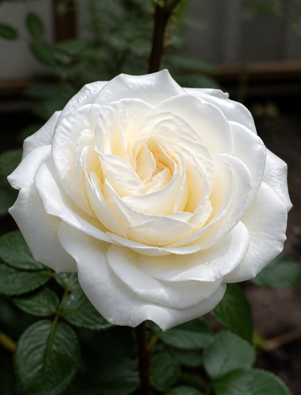 Pristine White Rose Macro Bloom
